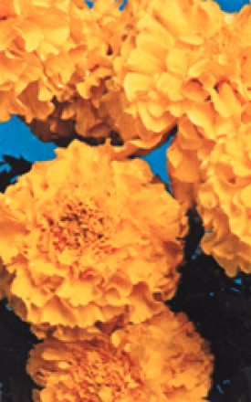 MARIGOLD DWARF FRENCH SEED
