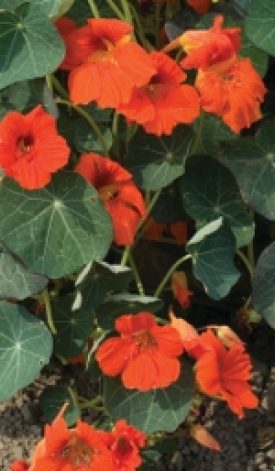 NASTURTIUM OUT OF AFRICA - SEED