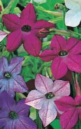 NICOTIANA SENSATION MIX SEED