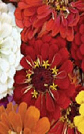 ZINNIA CACTUS - SEED