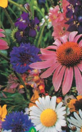 BUTTERFLY MIXTURE SEED