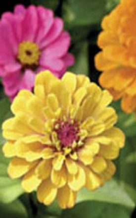 ZINNIA THUMBELINA - SEED