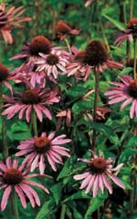 CONEFLOWER ECHINACE PURP. SEED