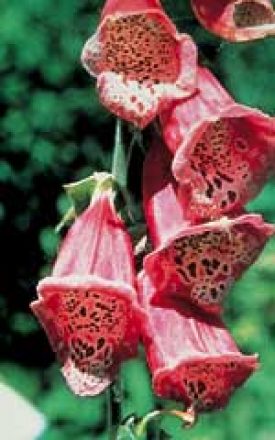 FOXGLOVE EXCELSIOR STRAIN SEED