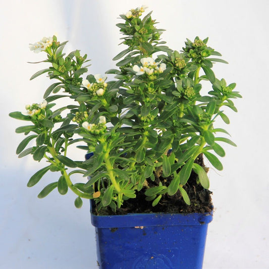 Evergreen Candytuft 'Purity'
