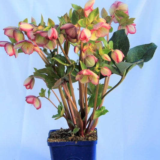 Lenten Rose 'Glenda's Gloss' 1Gal