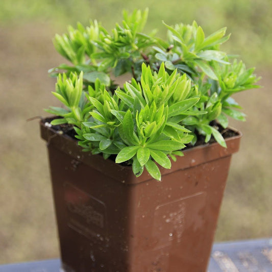 Sweet Woodruff
