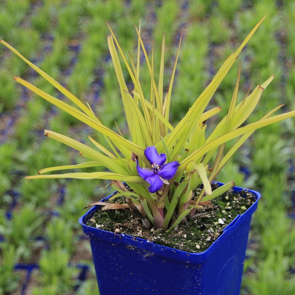 Spiderwort 'Blue and Gold'