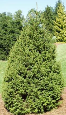 Spruce, Norway 'Pyramidal'