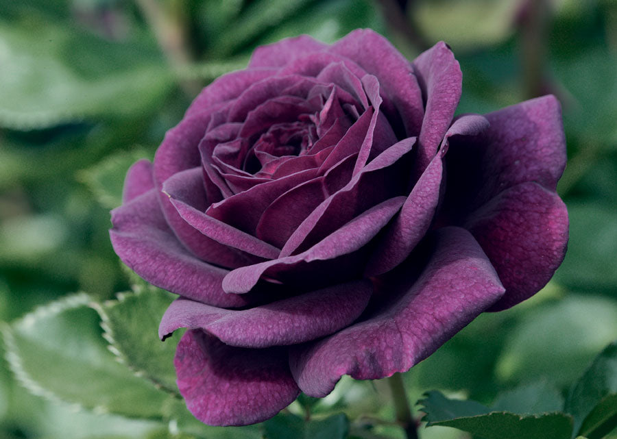 Rose, Floribunda 'Ebb Tide'