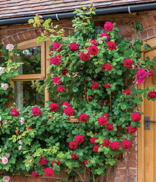 Rose, David Austin, Climbing 'Tess of the D'urbervilles'