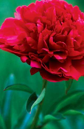 Peony 'Paul M. Wild' 2G