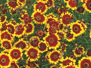 Coreopsis L'il Bang 'Daybreak'