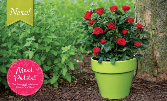 Rose 'Petite Knock Out'
