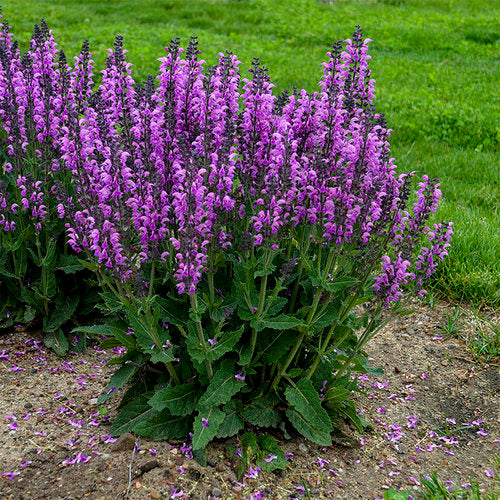 Salvia 'Back to the Fuchsia' PW 8"