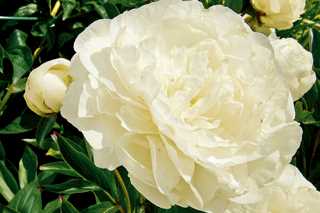 Peony 'Gardenia' 2G