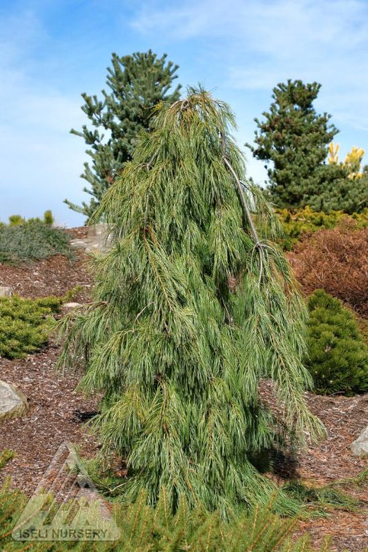 White Pine 'Angel Falls' 50cm 7G