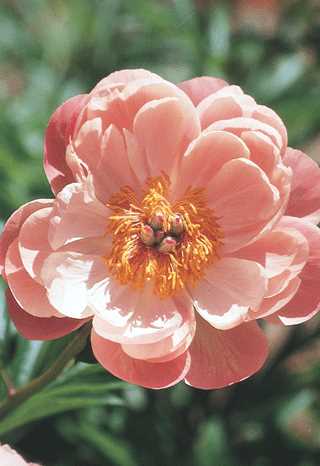 Peony 'Coral Charm'