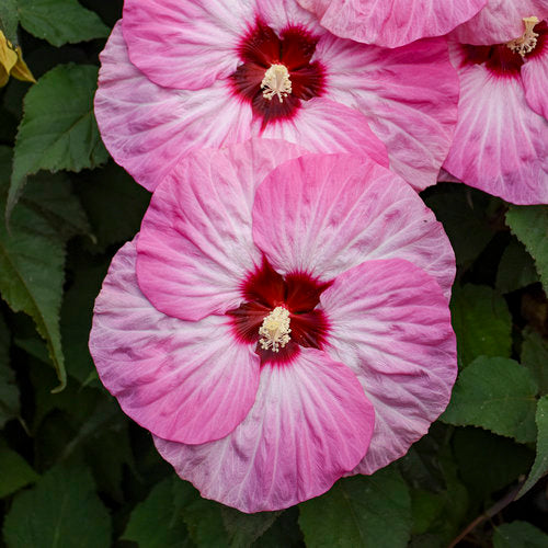 Hibiscus 'Spinderella' PW 2G
