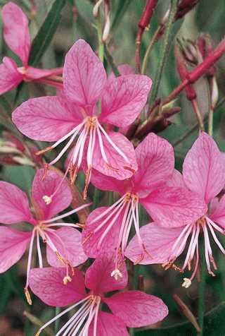 Gaura 'Siskiyou Pink'
