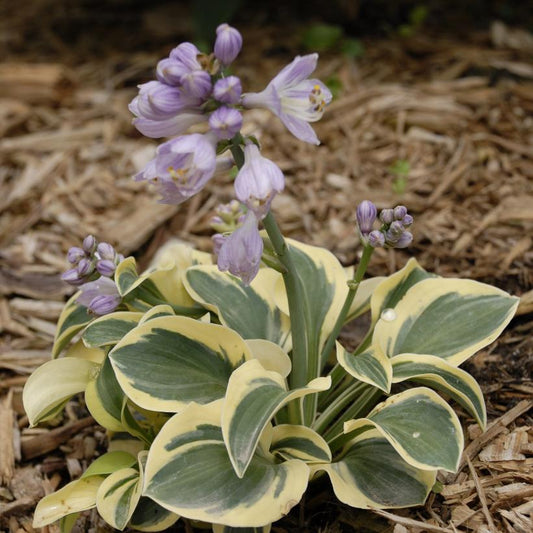 Hosta 'Mighty Mouse' 1qt