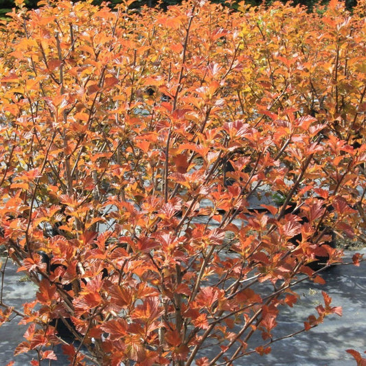 Ninebark 'Amber Jubilee'