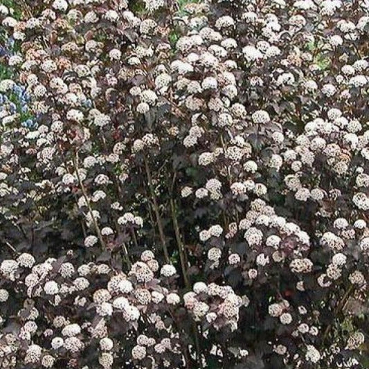 Ninebark 'Diabolo' 2Gal