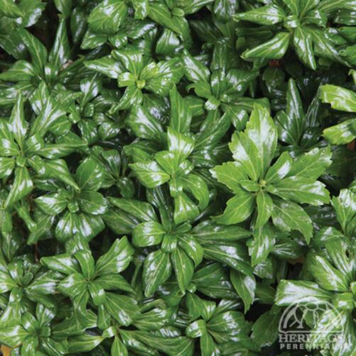 Pachysandra 'Green Sheen' 9cm
