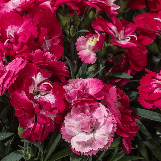 DIANTHUS C.C MILK CHERRY