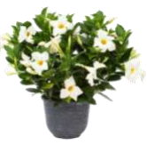 Dipladenia 'Rio' 8"  Patio Pot