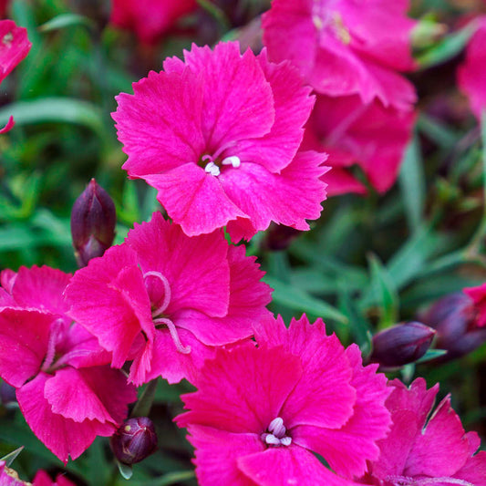 Dianthus, Vivid Bright Light 6"