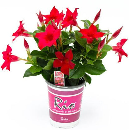 Dipladenia 'Rio' 1 quart