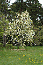 Magnolia Tree 'Elizabeth'