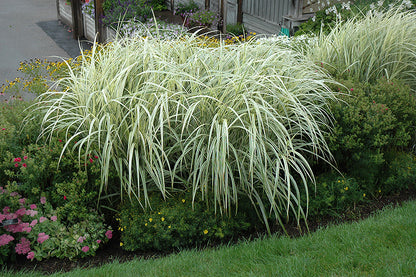 Grasses, Maiden 'Variegated Silver'