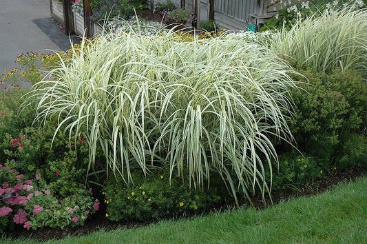 Grasses, Maiden 'Variegated Silver'