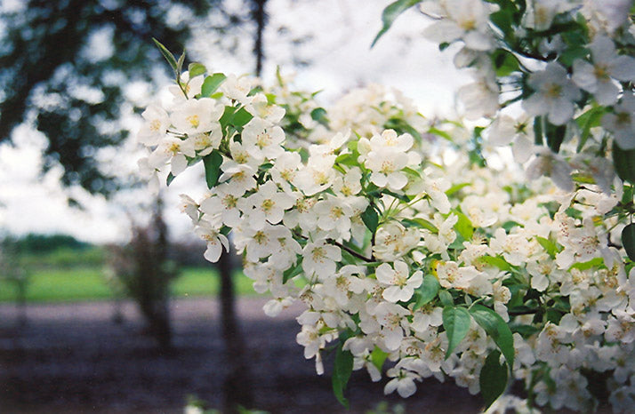 Crabapple Tree 'Snow Drift' 7G