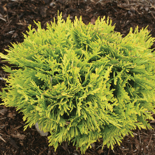 Cedar, Globe 'Anna's Magic Ball' PW
