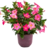 Dipladenia 'Rio' 8"  Patio Pot