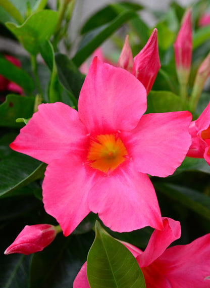 Dipladenia 'Rio' 1 quart