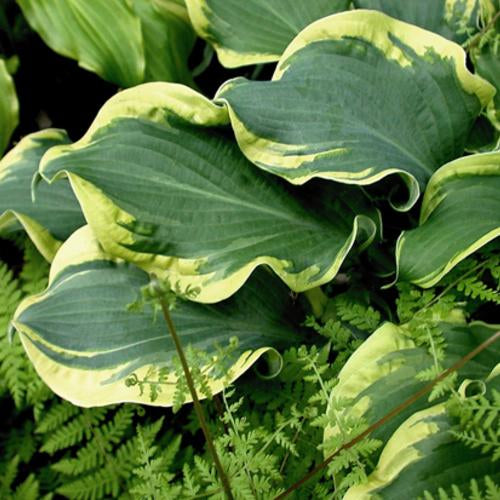 Hosta 'Wheee!' PW