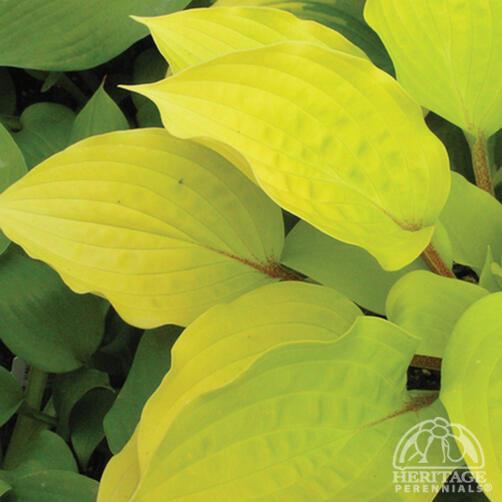 Hosta 'Fire Island'