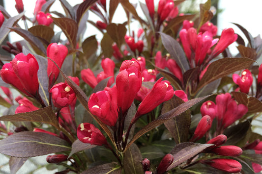 Weigela 'Electric Love'