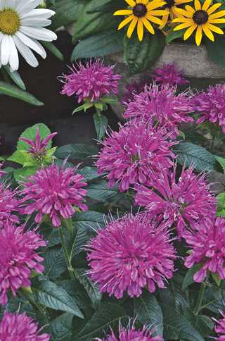 Beebalm 'Grape Gumball'