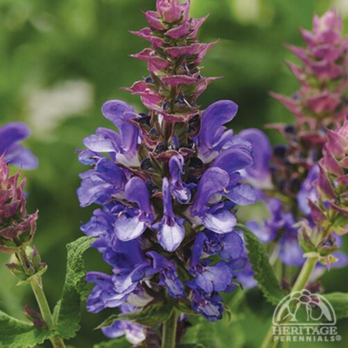 Salvia 'Blue Marvel'