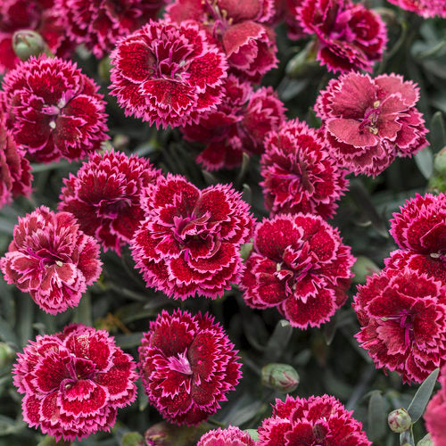DIANTHUS 'BLACK CHERRY FROST' PW 1G