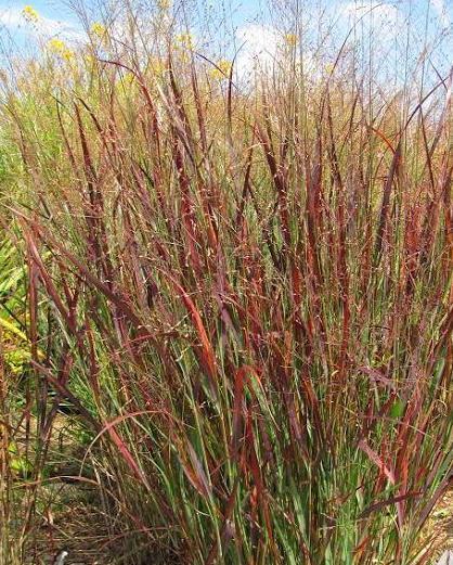 Grasses, Switch 'Blood Brothers'