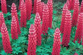 Lupinus, "Mini Gallery Red'