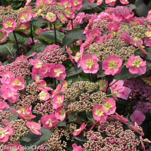 Hydrangea 'Tuff Stuff' PW