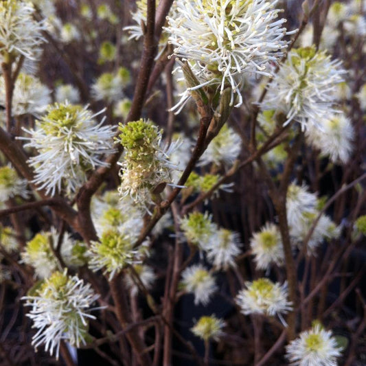 Fothergilla 'Mount Airy'