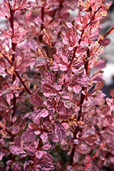 Barberry ' Rose Glow'